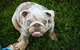 English Bulldog dogs for sale: Turbo - Image 26