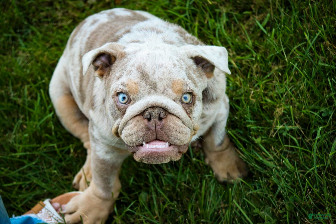English Bulldog dogs for sale: Turbo - Image 26