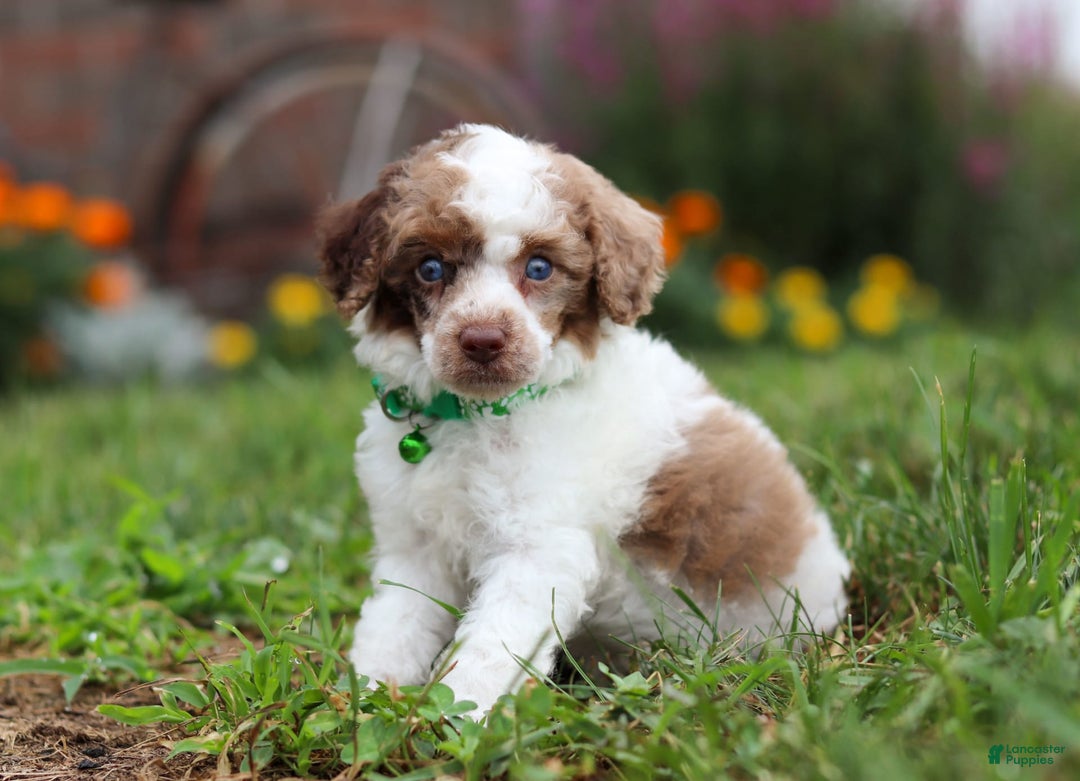 Miniature Poodle dogs for sale: Biscuit - Image 17