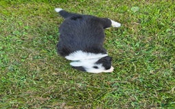 Border Collie dogs for sale: Rex - Image 9