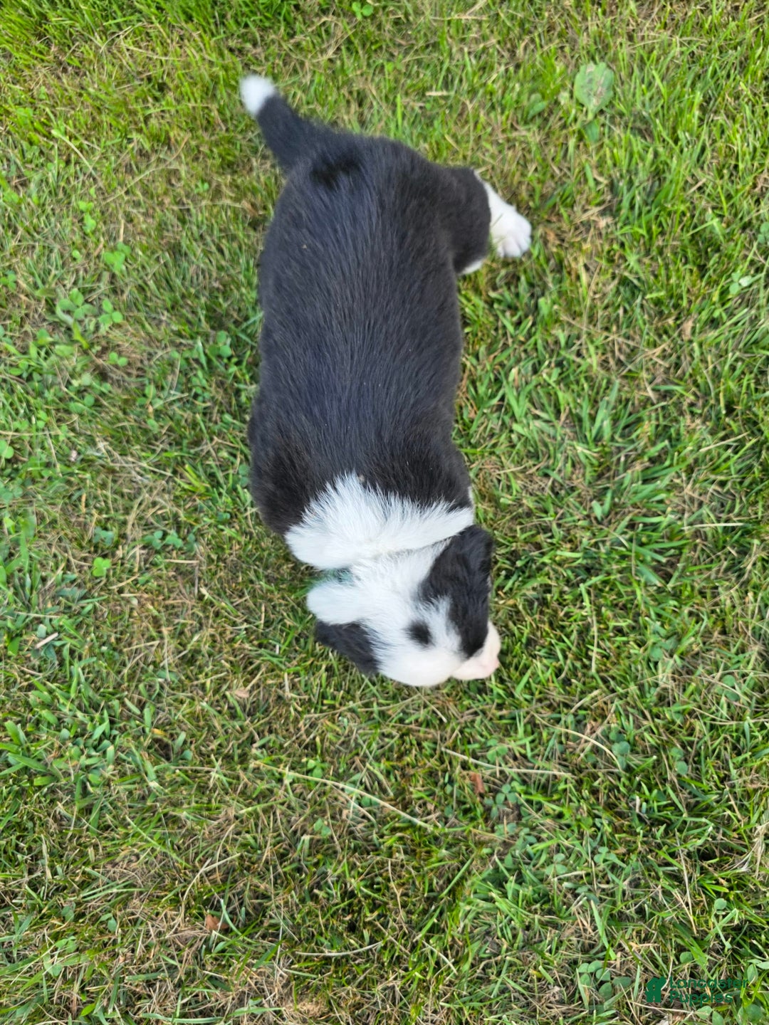 Border Collie dogs for sale: Rex - Image 9