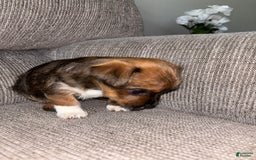 Morkie dogs for sale: Sapphire - Image 3