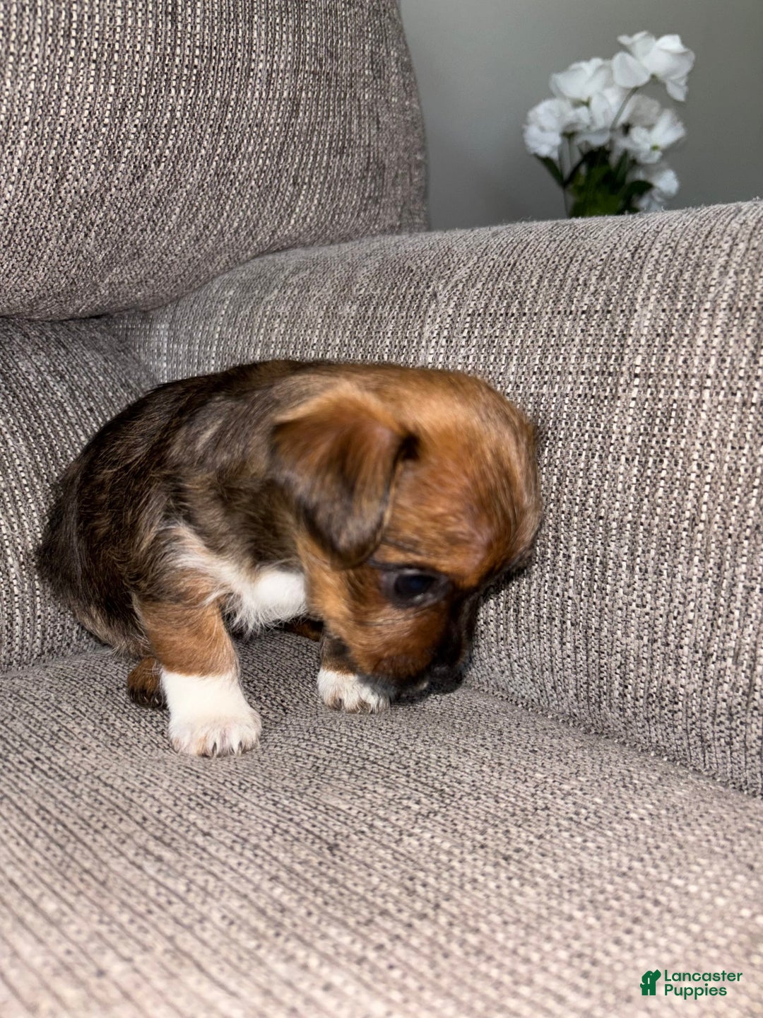Morkie dogs for sale: Sapphire - Image 3