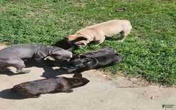French Bulldog dogs for sale: Coco - Image 5