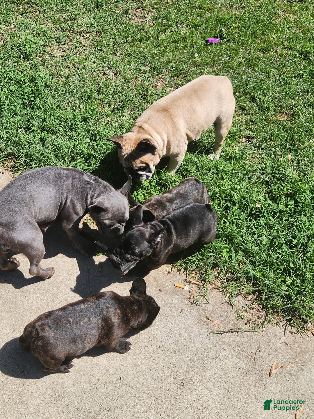 French Bulldog dogs for sale: Coco - Image 5