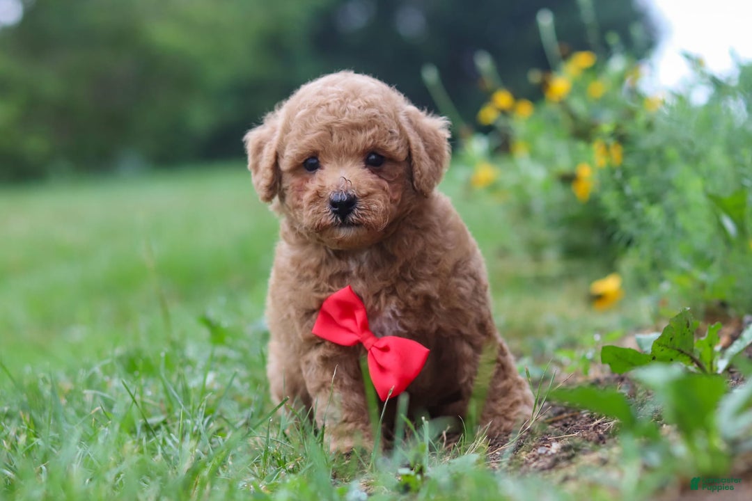 Maltipoo dogs for sale: Shiloh - Image 15