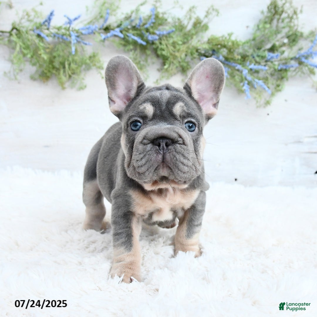 French Bulldog dogs for sale: Bubba - Image 3