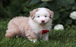 Miniature Australian Shepherd dogs for sale: Rover - Image 4