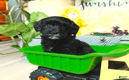 Havapoo dogs for sale: House Raised Billy - Image 1