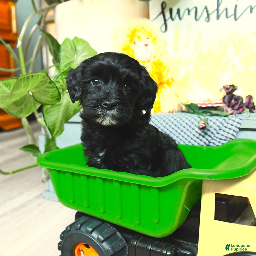 Havapoo dogs for sale: House Raised Billy - Image 1
