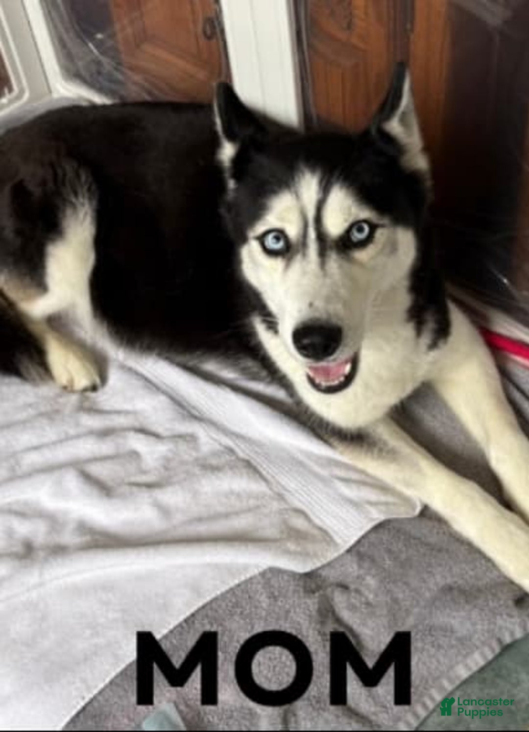 Siberian Husky dogs for sale: Hot Pink - Image 3
