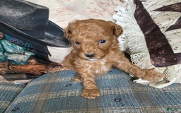 Mini Goldendoodle dogs for sale: Tootsie - Image 3