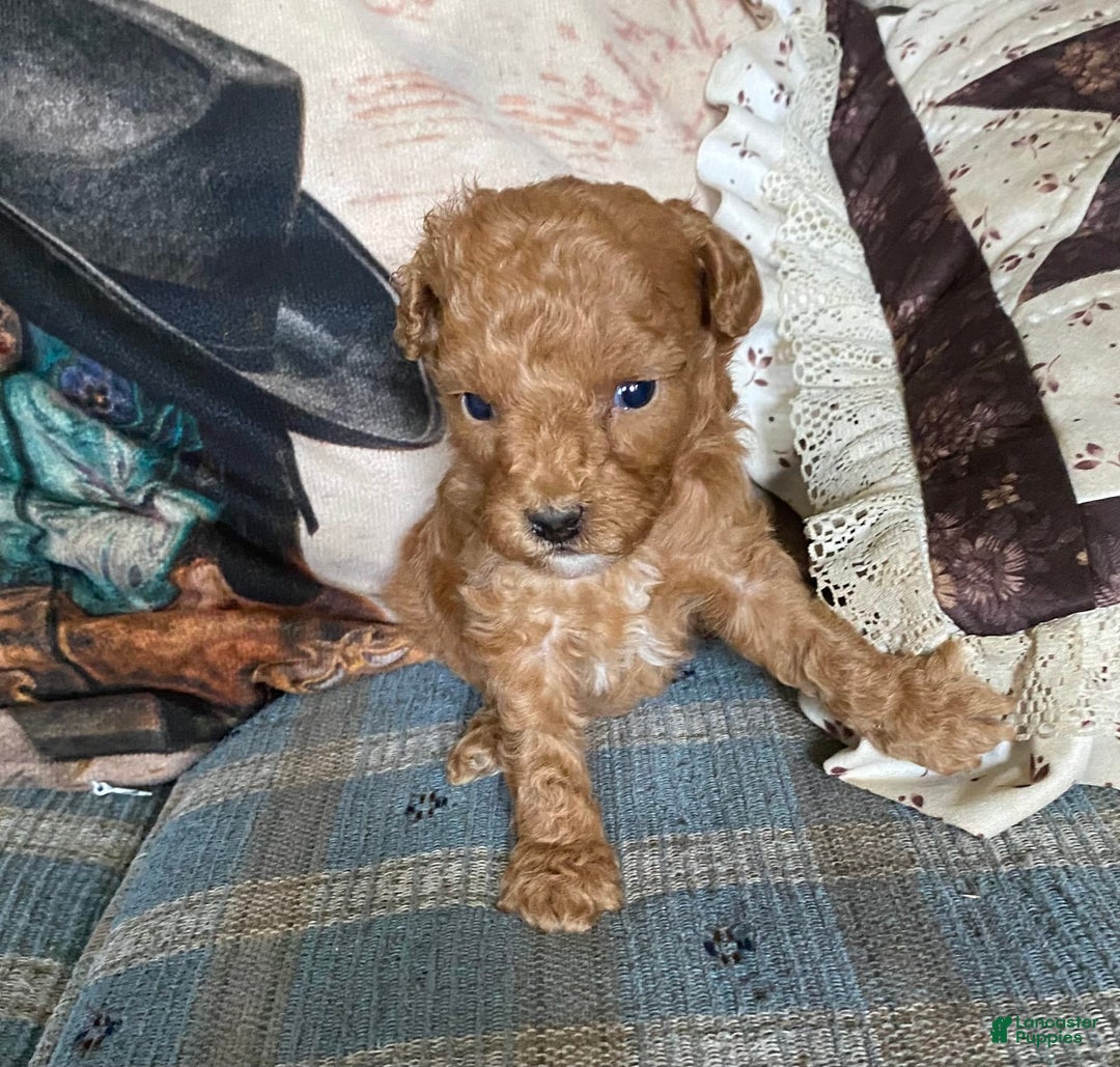 Mini Goldendoodle dogs for sale: Tootsie - Image 3