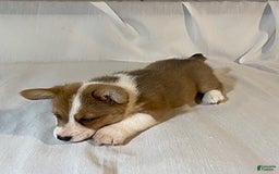Welsh Corgi Pembroke dogs for sale: Jewel - Image 5