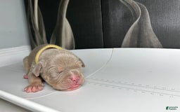 American Bully dogs for sale: Tweety Bird - Image 3