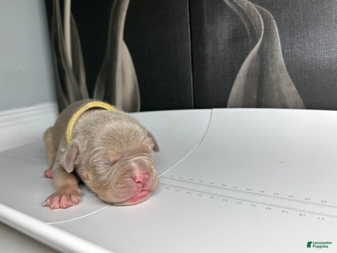 American Bully dogs for sale: Tweety Bird - Image 3