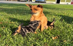Miniature Pinscher dogs for sale: Cookie - Image 7