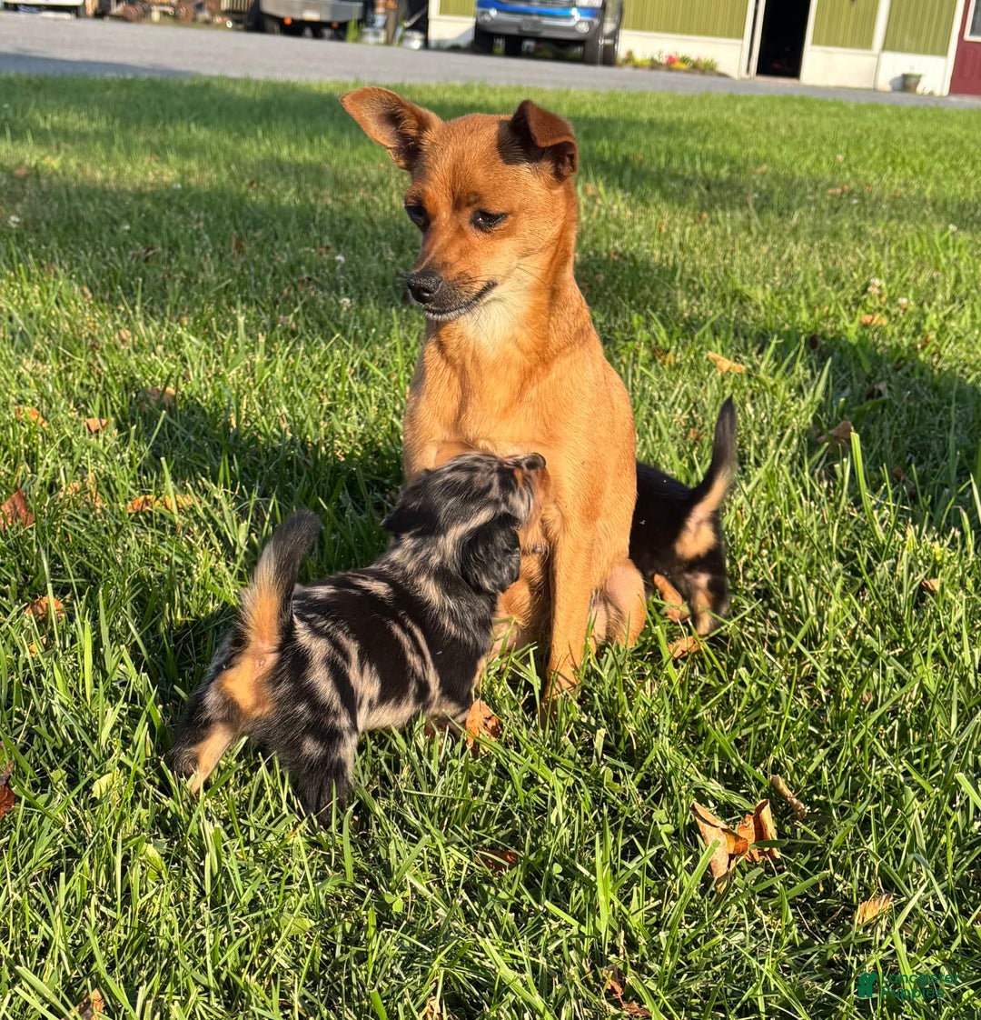 Miniature Pinscher dogs for sale: Cookie - Image 7