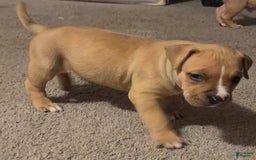 American Bully dogs for sale: Chase - Image 6