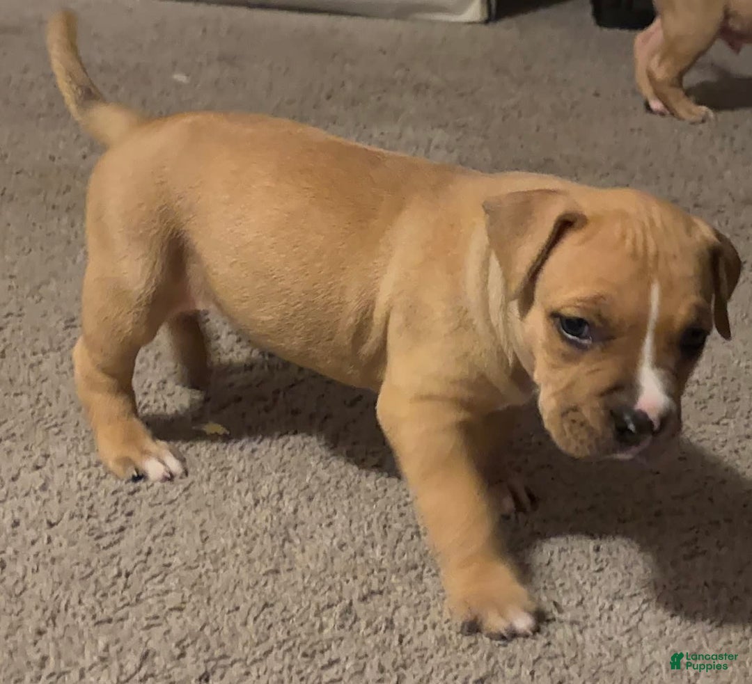 American Bully dogs for sale: Chase - Image 6