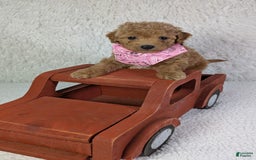 Mini Goldendoodle dogs for sale: Pixie Purple Collar Toy Size - Image 1