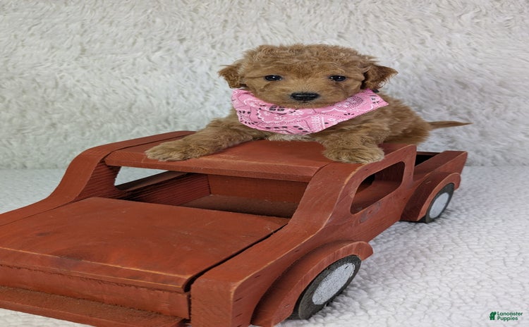 Mini Goldendoodle dogs for sale - Ad 2