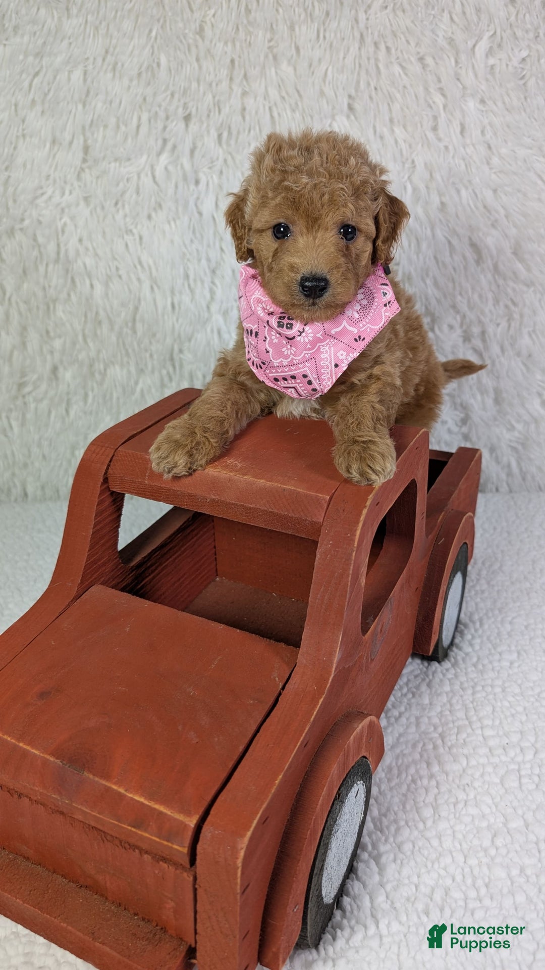 Mini Goldendoodle dogs for sale: Pixie Purple Collar Toy Size - Image 1
