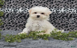 Havanese dogs for sale: Conner - Image 4