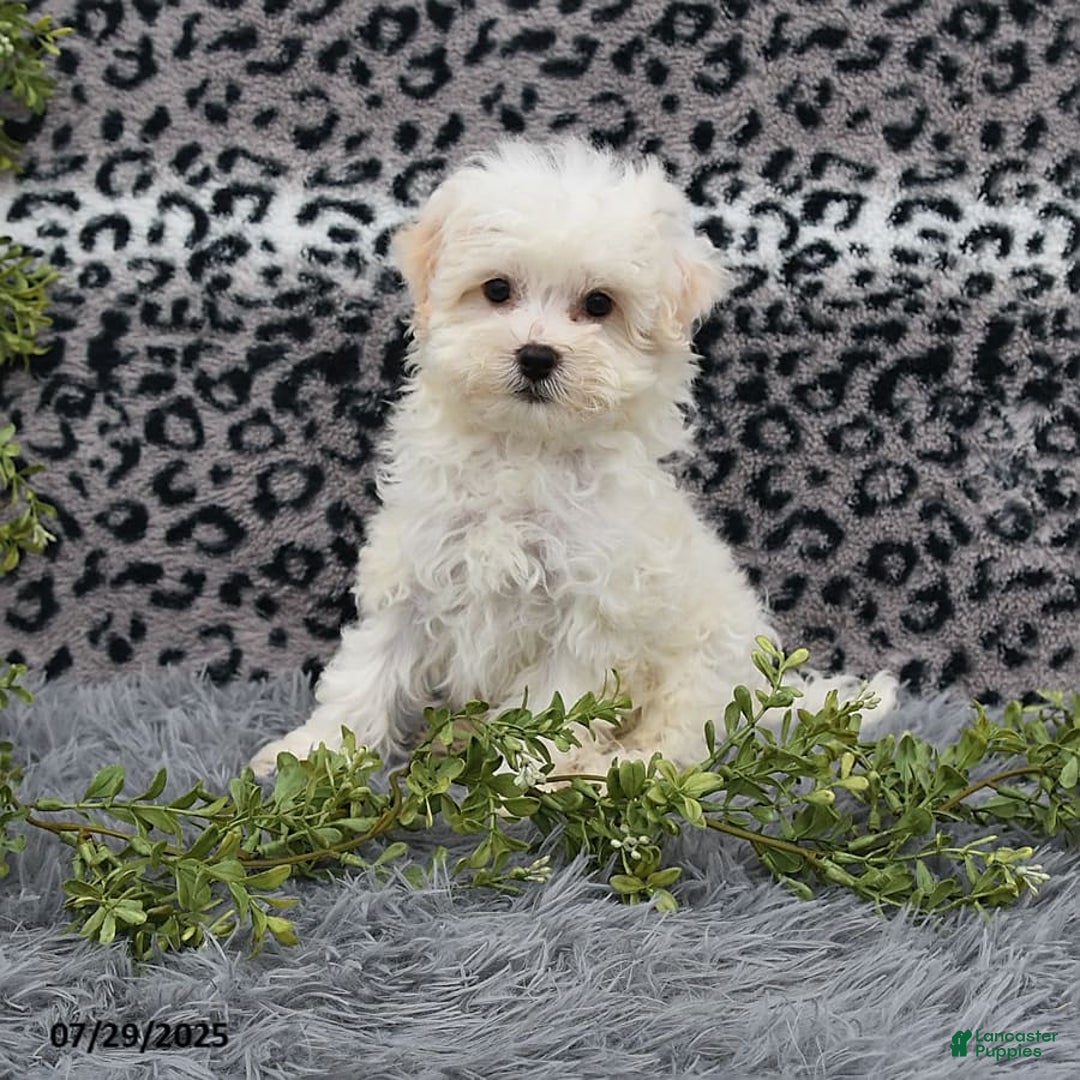 Havanese dogs for sale: Conner - Image 4