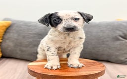 Dalmatian dogs for sale: Dotty - Image 2