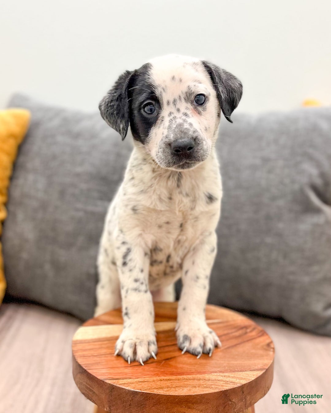 Dalmatian dogs for sale: Dotty - Image 2
