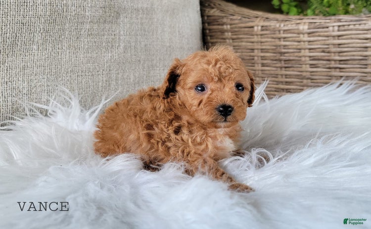 Cavapoo dogs for sale - Ad 4