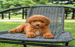 Toy Poodle dogs for sale: Maple - Image 4