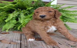 Goldendoodle dogs for sale: Teddy - Image 7