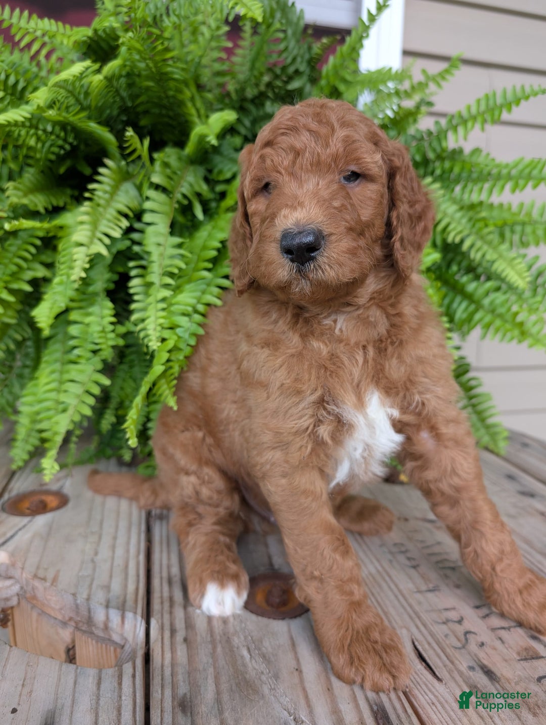 Goldendoodle dogs for sale: Teddy - Image 7