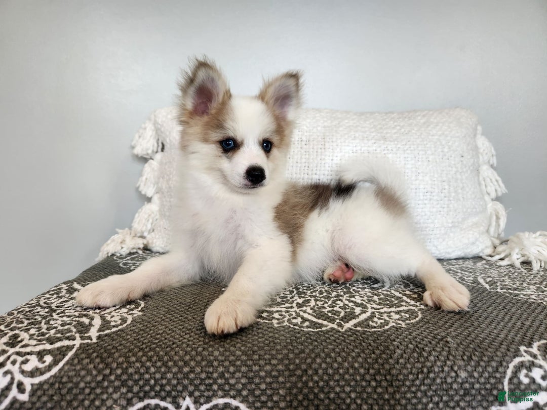 Pomsky dogs for sale: Buck - Image 6