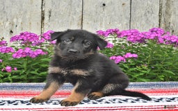 German Shepherd dogs for sale: Megan - Image 8