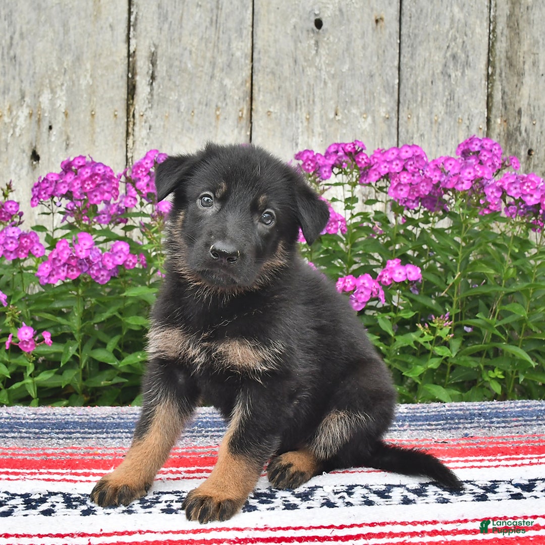 German Shepherd dogs for sale: Megan - Image 8