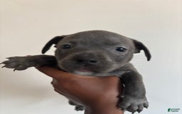 American Pit Bull Terrier dogs for sale: Tank - Image 1