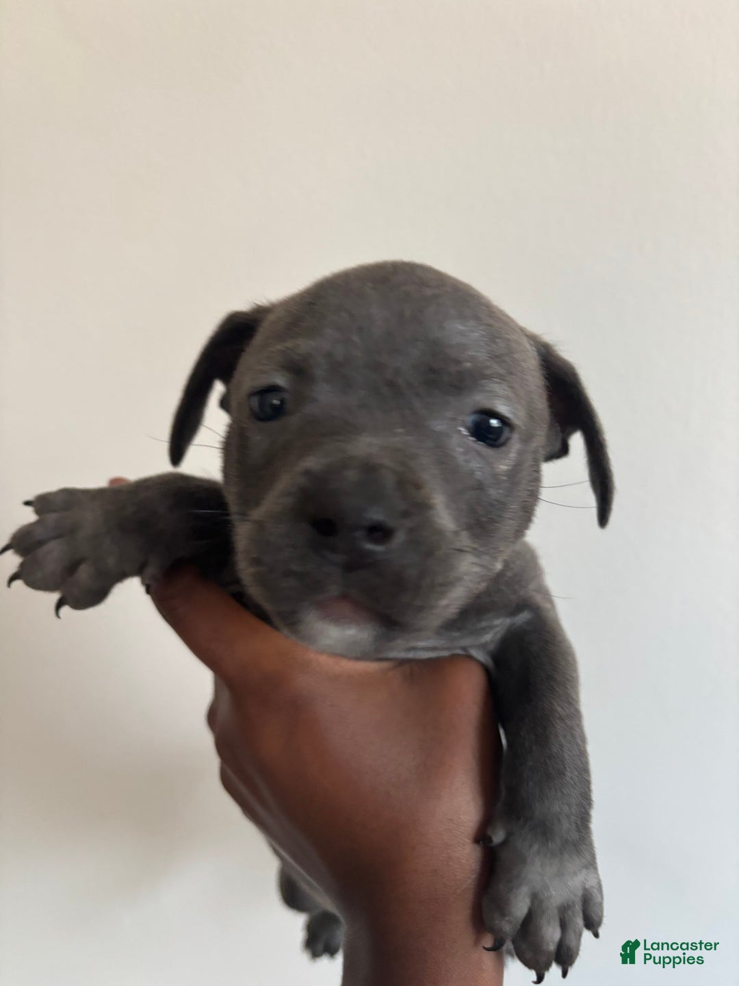 American Pit Bull Terrier dogs for sale: Tank - Image 1