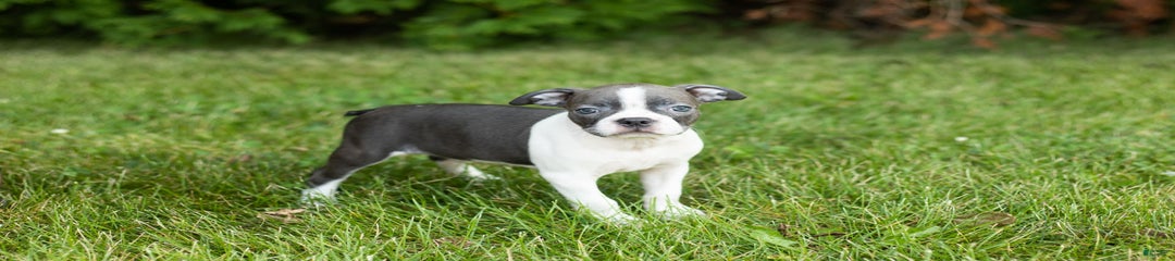 Sue
