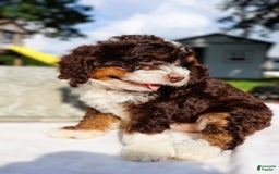 Mini Bernedoodle dogs for sale: Midget - Image 3