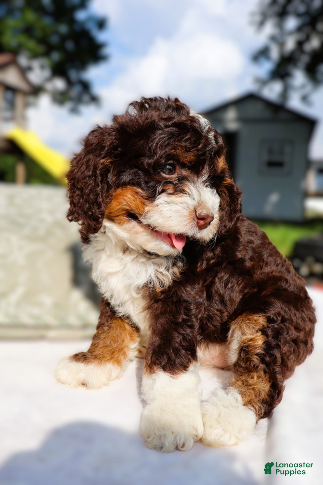 Mini Bernedoodle dogs for sale: Midget - Image 3