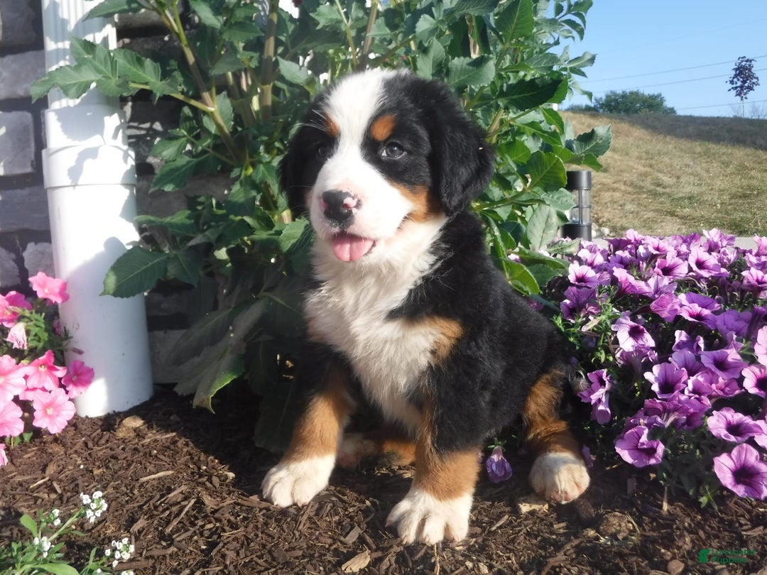Bernese Mountain Dog dogs for sale: Donald - Image 1