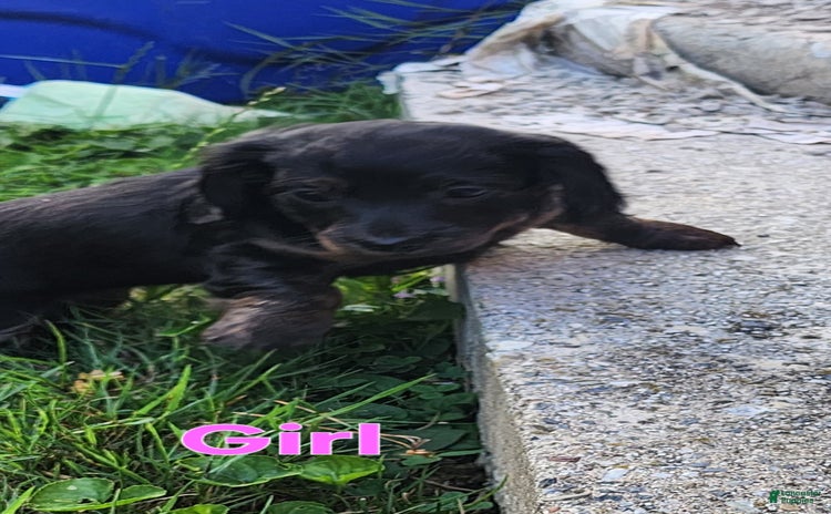 Miniature Dachshund dogs for sale - Ad 2