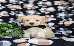 Maltipoo dogs for sale: Jules 7 Lbs Full Grown - Image 7