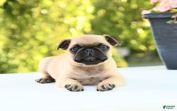 Pug dogs for sale: Sport - Image 2