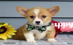 Welsh Corgi Pembroke dogs for sale: Zachary - Image 4