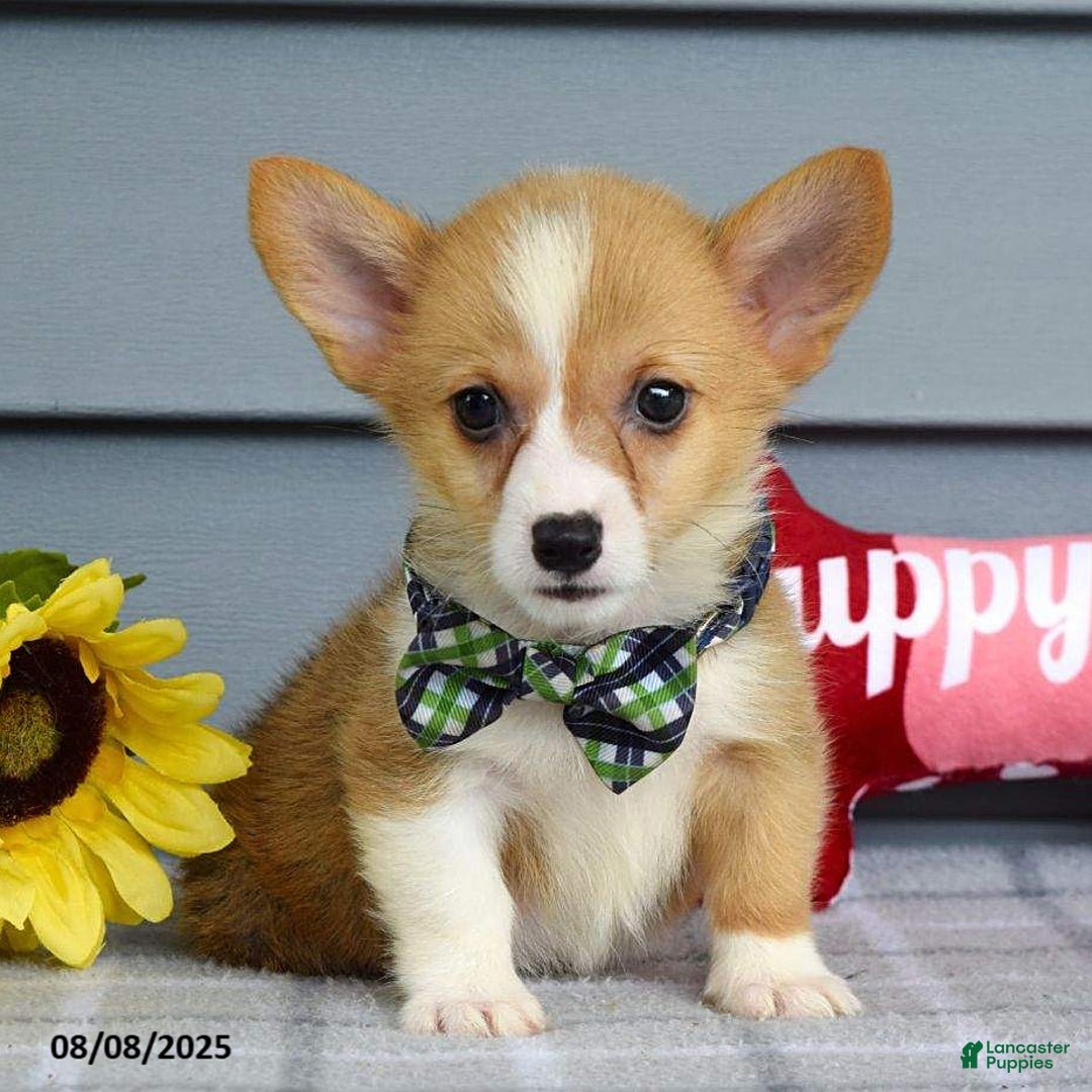 Welsh Corgi Pembroke dogs for sale: Zachary - Image 4
