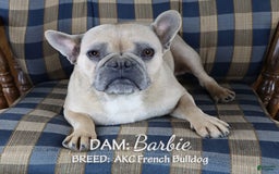 French Bulldog dogs for sale: Vincent - Image 5